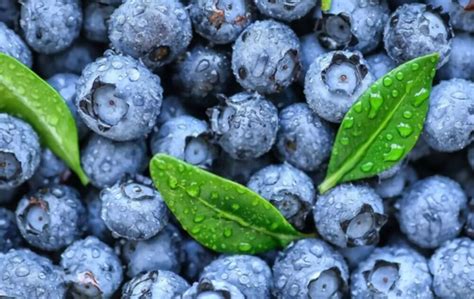 Are Blueberries Acidic Or Alkaline?