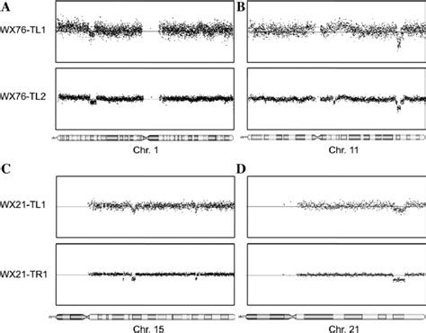 Image result for Copy Number Variation by SNP Array