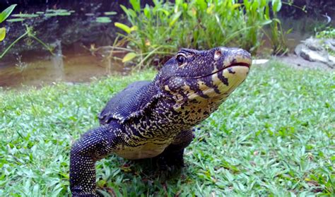 Image result for Dogs vs Monitor Lizard