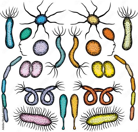 Image result for Bacteria Simple Drawing
