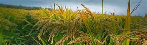 Air Compressor for Agriculture – ELGi India