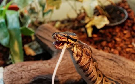 Ball Python Cint Reptile 的图像结果