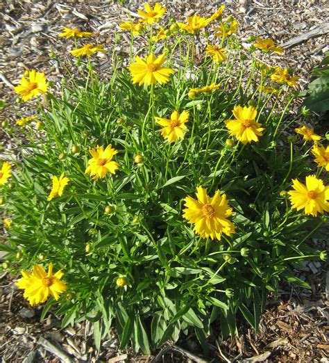 Coreopsis Autumn Gold in 68mm Super Tube – Trigg Plants