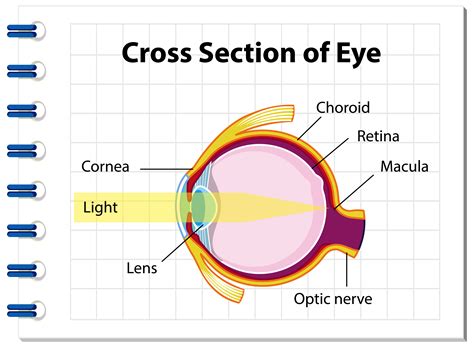 Human eye anatomy with cross section of eye diagram 1848742 Vector Art ...