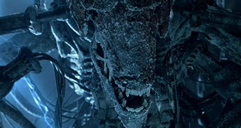 Image result for Alien Queen Alein vs.Predator