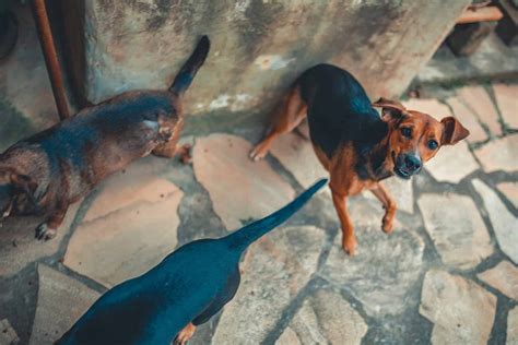 Why Does My Puppy Hump Me And No One Else