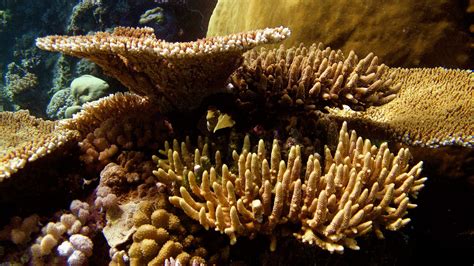 Are corals plants, animals, or rocks? – Woods Hole Oceanographic ...
