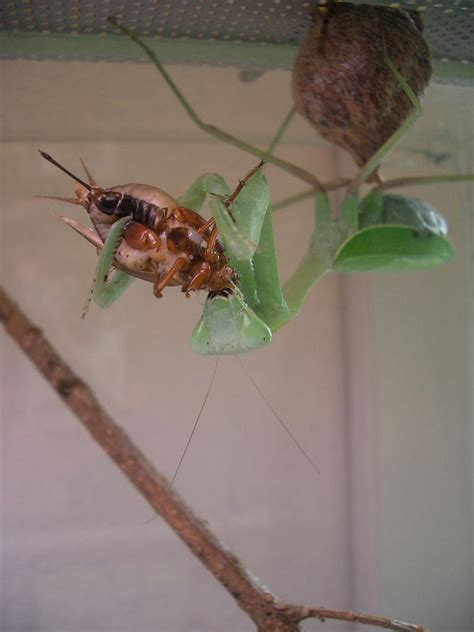 Hierodula Membranacea Indische Riesengottesanbeterin in Hamm | Tiere ...