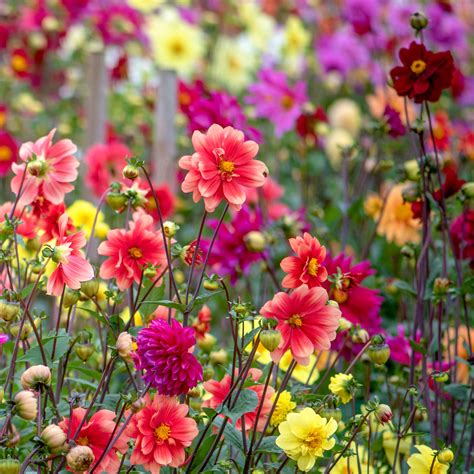 Grow A Native Cut Flower Garden: 5 Planting Recipes | Gardening Know How