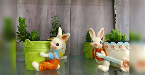 Buy Plants & Garden Accessories From The Garden Store | LBB, Hyderabad