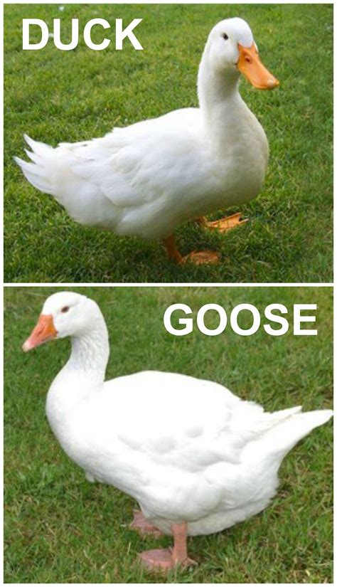 Goose Vs Duck Difference at Michiko Durbin blog