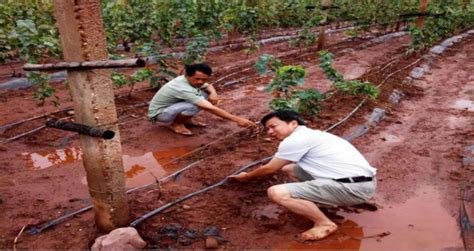 科技赋能云南宾川葡萄种植产业，华农教授多次实地传授技术