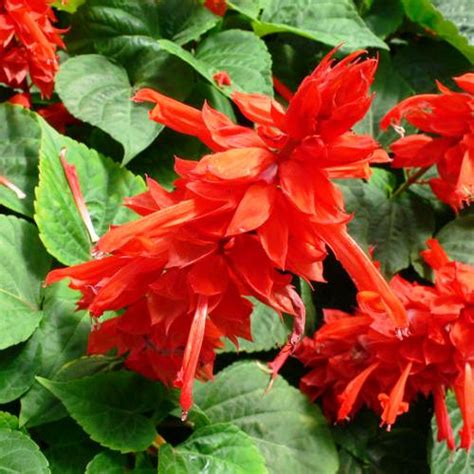 Buy Omaxe Salvia Bon Fire seeds online at best price