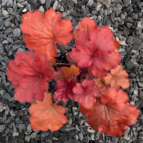 Heuchera 'Fire Alarm' - Coral Bells (4.5" Pot) | Little Prince of ...