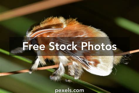 Image result for Moth Rash