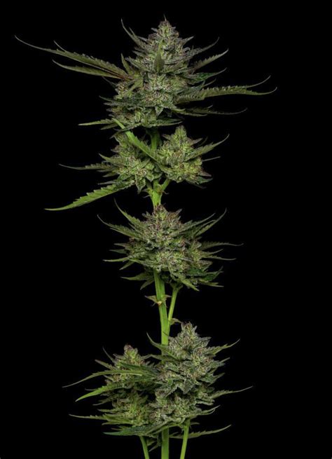 Sour Apple Auto 5: Feminized Autoflower Seeds at DCSE