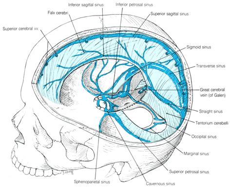 Inferior Sagittal Sinus Cadaver