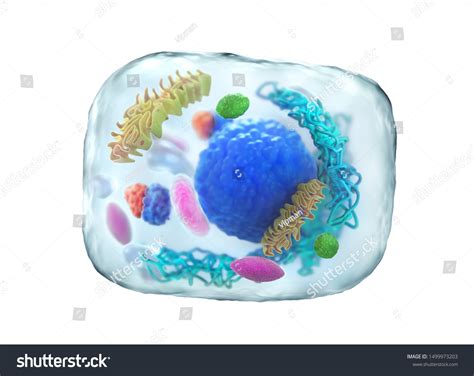 Animal Cell Under Microscope