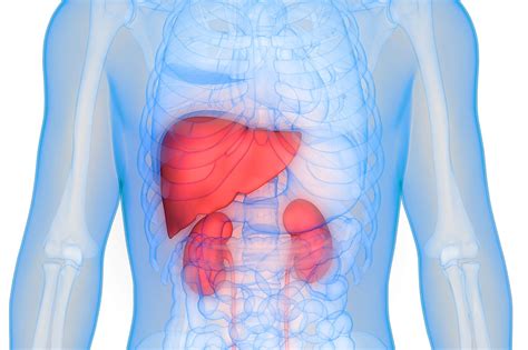 Kidney Function, Liver Function, and C-Reactive Protein Screening - Life Line Screening