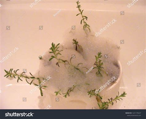 Spider Web Removal 的图像结果