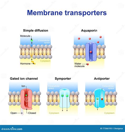 Mechanism Of Transport Across Cell Membrane