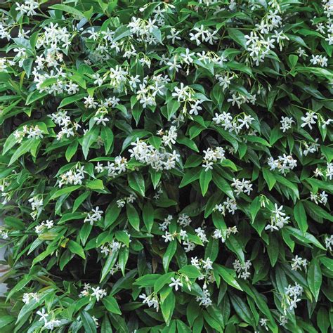 Evergreen Climbing Plants