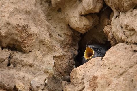 Premium Photo | A bird in a nest on the ground