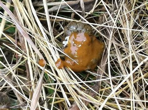 Image result for Types of Chicken Poop