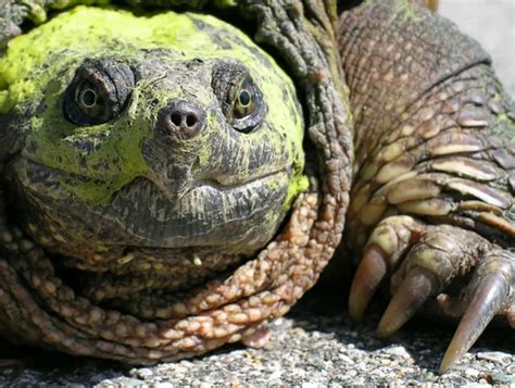 Image result for Snapping Turtle Running
