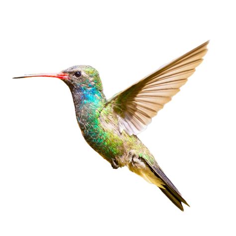 Image result for Current Hummingbird Fall Migration