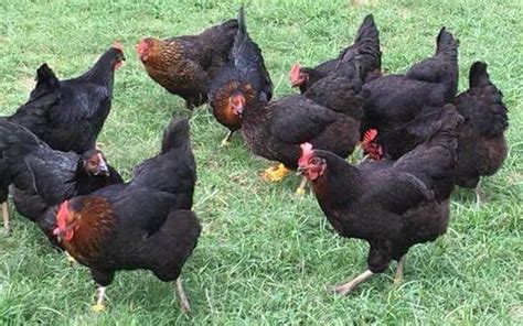 Black Sex Link Chicks, Female | Strombergs Chicks & Game Birds