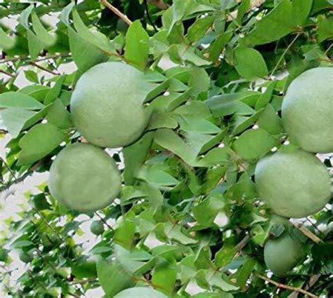 JRYU Bilva Patra Hybrid Fruit Seed Price in India - Buy JRYU Bilva ...