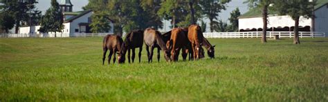Media Assistance and Media Kits: Lexington, KY Horse Capital of the World