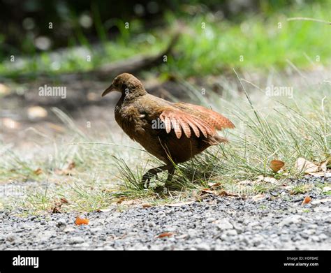 Lord Howe Woodhen (Tricholimnas sylvestris) has been saved from extinction and is endemic to ...