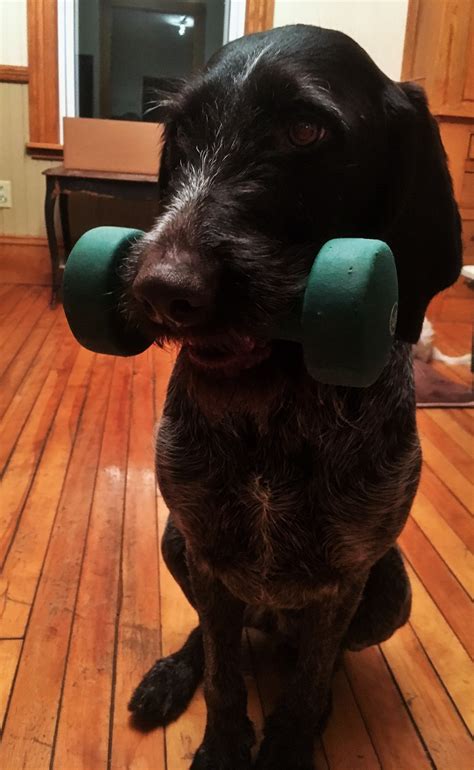 Image result for Retriever Force Fetch Steps