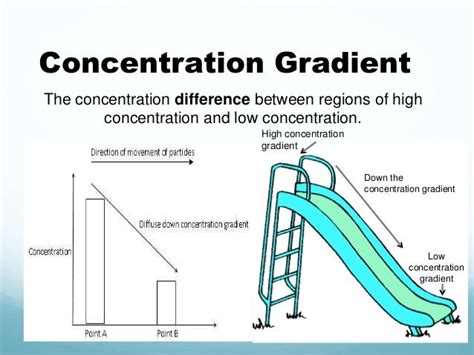 Image result for What Is Concentration Gradient
