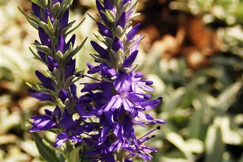 Tall Purple Flowers On Stalk