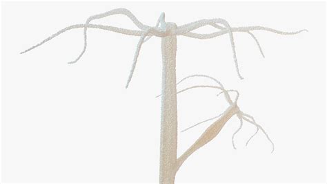 3D Hydra Genus Polyp Model - TurboSquid 2163737