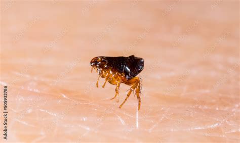 Flea 的图像结果