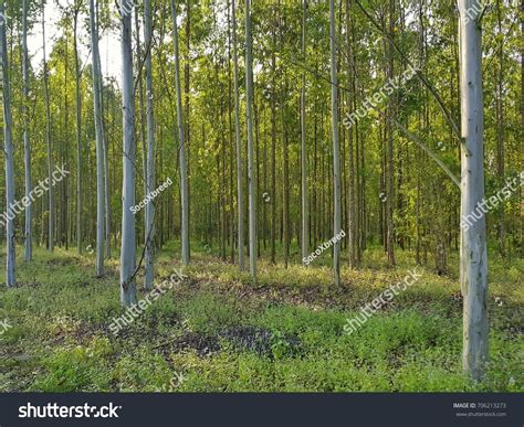 Image result for Eucalyplus Pulp