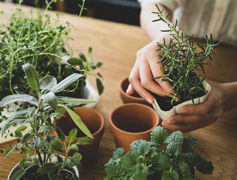 How to Make Herb-Infused Oils: A Complete Guide