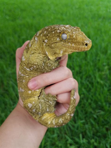 New Caledonian Giant Gecko