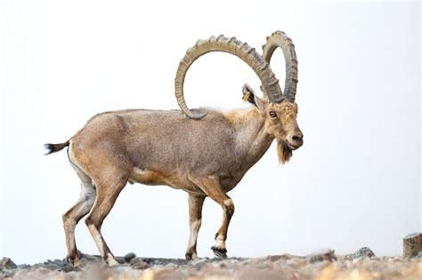 Adult Male Nubian Ibex (Capra nubiana) - Joel Sartore