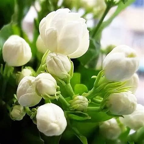 Amazon.com : 100+ Climbing Jasmine Flower Seeds Fragrant Plant for ...
