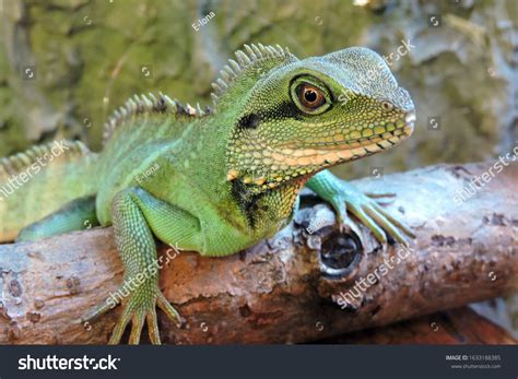 Chinese Water Dragon