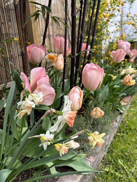 Can You Plant Bulbs in the Spring? Discover How!