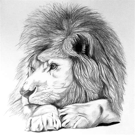 Lion Drawing Tutorial 的图像结果