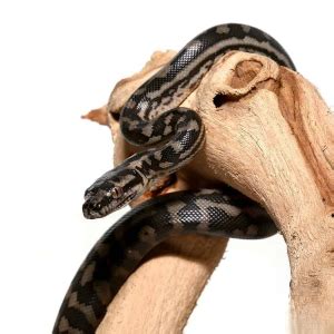 Image result for Coastal Carpet Python Colours