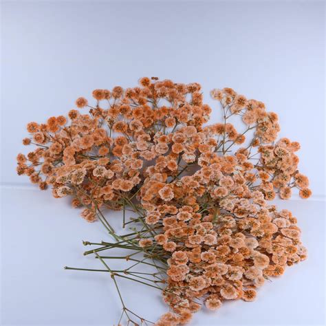 Amazon.com: LYFORTZY 50 Pcs Orange Small Dried Babys Breath Flowers for ...