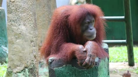 Footage of a Sumatran orangutan at Zoo. The Sumatran orangutan is the rarest species of ...